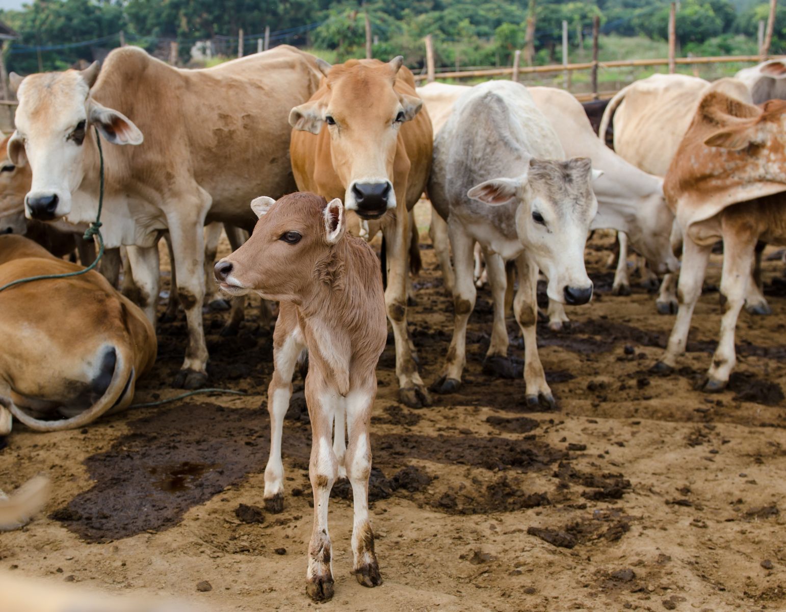 Young cow in pen with other cows by TippaPatt via Shutterstock